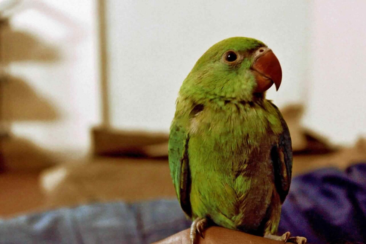 PETS bird2